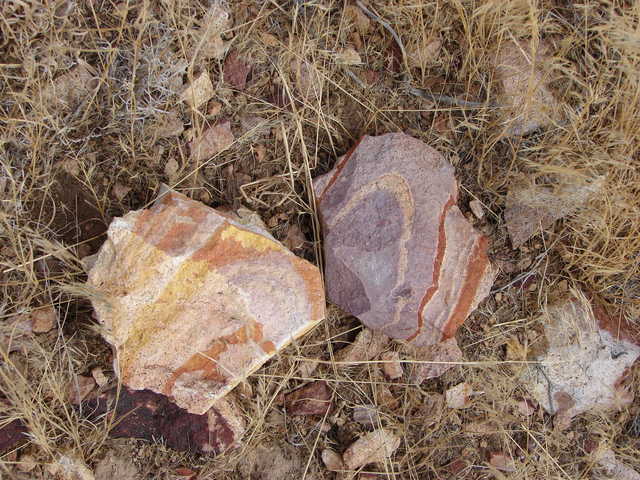 Petrified Wood (Rocks) - Hubbard Basin near Wells, NV.JPG